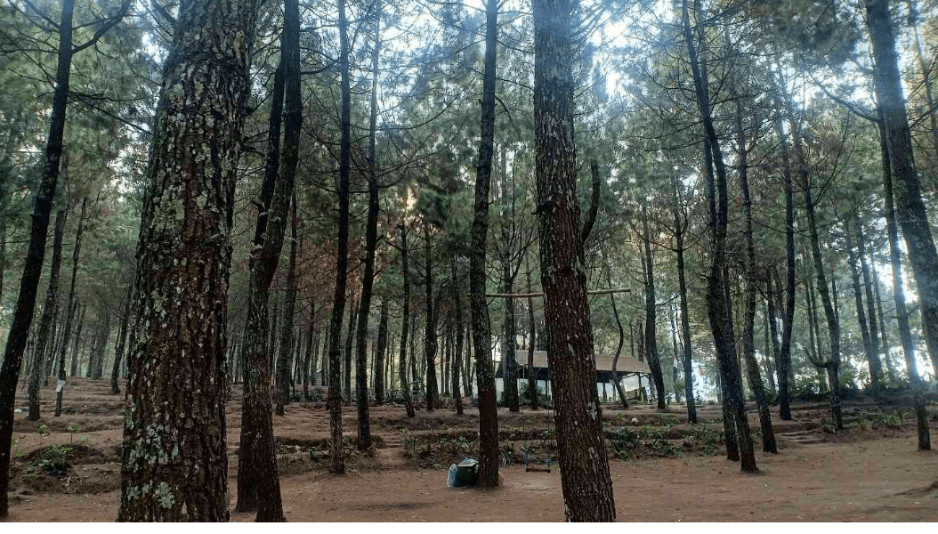 Kebun Rojo Camp: Memulai Perjalanan Petualangan Alam yang Tak Terlupakan