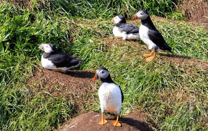 Puffin / Camar Laut